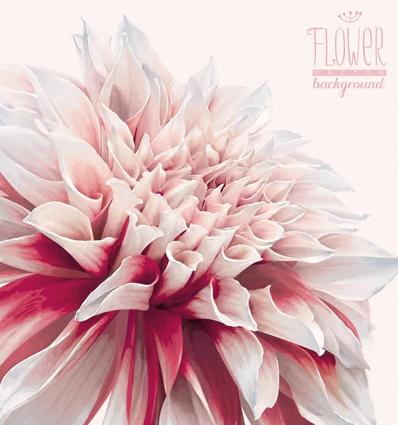 Dahlia fond de fleur — Image vectorielle