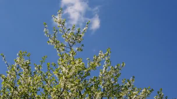 Cherry tree over the sky — Stock Video