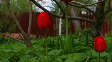 Lale ve bahçe yeşil bitkiler timelapse