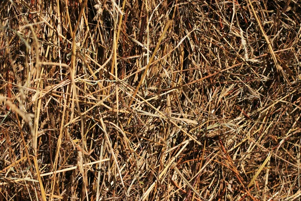 Stack of straw — Stock Photo, Image