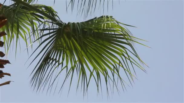 Palmiye ağacı üzerinde mavi bir gökyüzü — Stok video