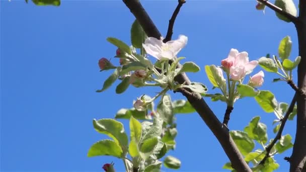 Flores de macieira — Vídeo de Stock