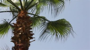 Güneşli bir gün ve bir palmiye ağacı