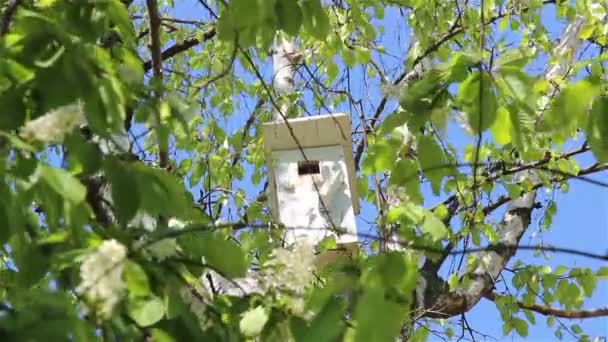 Uma caixa de nidificação estorninho — Vídeo de Stock