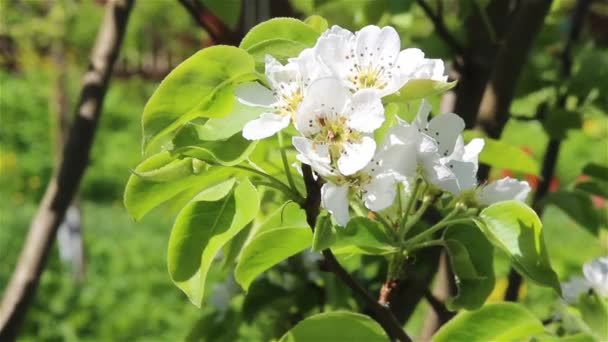 Flores de peral — Vídeo de stock