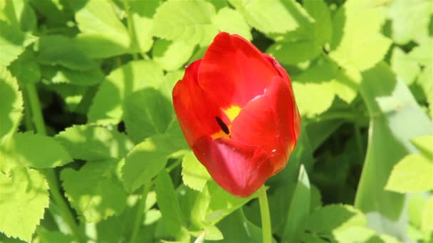 Tulpenblume in einem Garten — Stockvideo