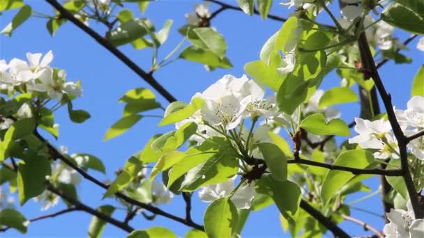 La flor del peral — Vídeos de Stock