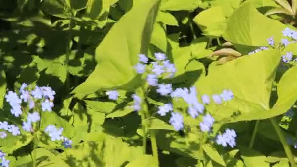 Glöm mig inte blommor — Stockvideo