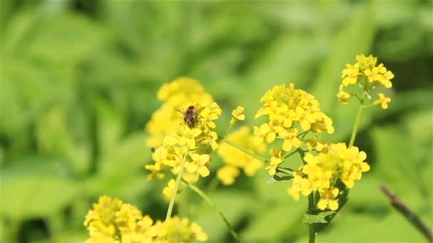 Uma abelha em flores de agrião de inverno — Vídeo de Stock