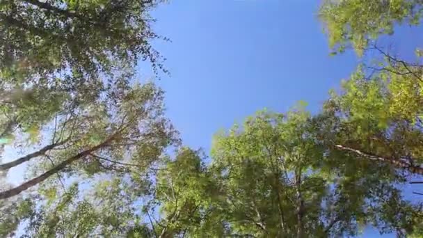 Huş ağaçları rüzgarda — Stok video