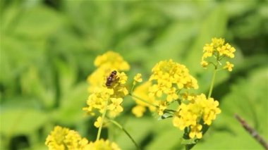 Kış cress çiçekler üzerinde bir arı