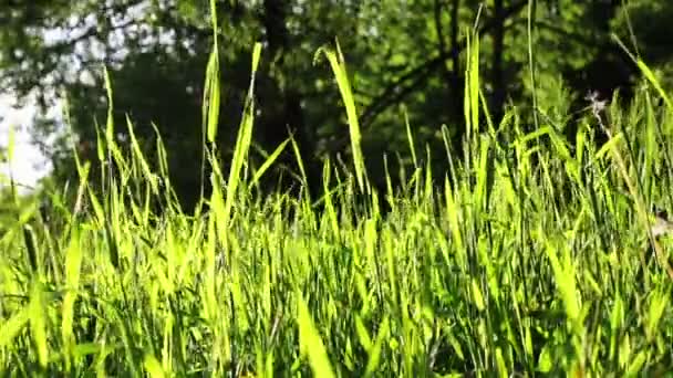 Яскравою літнього різнотрав'я — стокове відео
