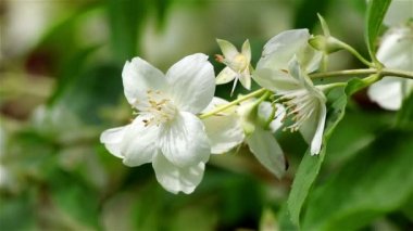 Yasemin çiçeği üzerinde Rüzgar