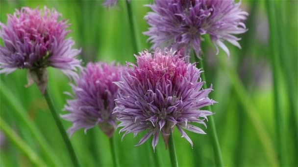 Цветок фиолетового лука — стоковое видео