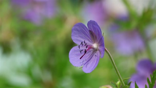 Blaue Geranienblüte — Stockvideo