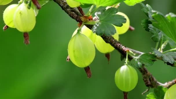 Pianta di bacche di uva spina — Video Stock