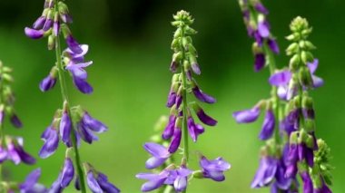 Menekşe Fiğ çiçekler