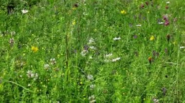 Yeşil alan çiçek