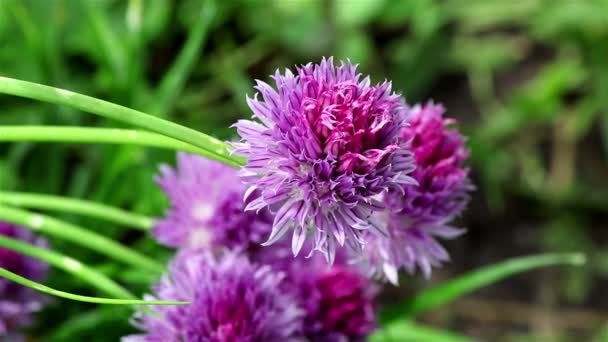 A nice chives flower — Stock Video