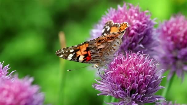 Mariposa dama pintada en una flor de cebollino — Vídeo de stock