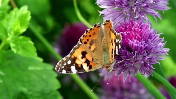 Painted lady butterfly on a flower — Stock Video