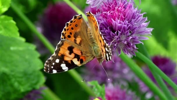 Schöner Schmetterling auf einer violetten Blume — Stockvideo