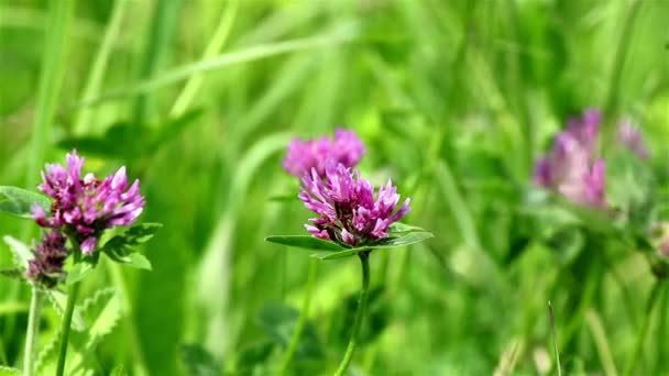 Wild pink clover — Stock Video