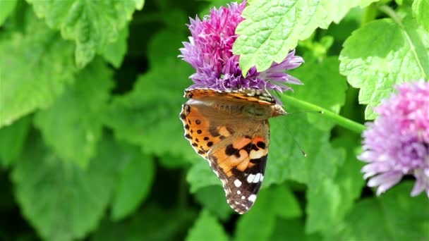 Butterfly on a flower — Stock Video