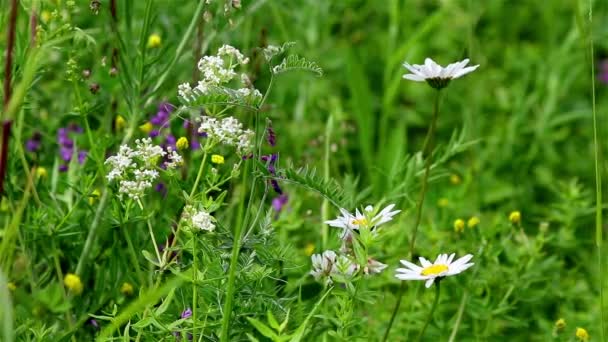 Wild blommor bakgrund — Stockvideo