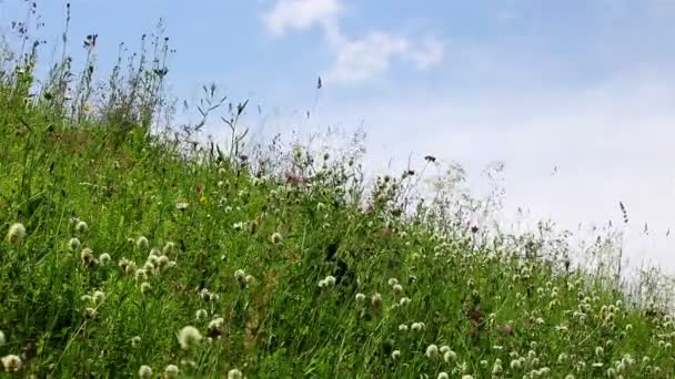 스카이 timelapse 통해 야생 꽃 — 비디오