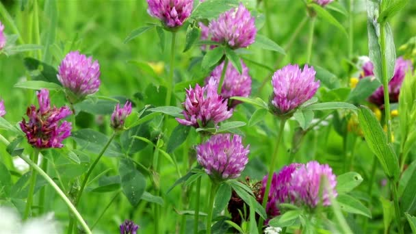 Pink clover flowers — Stock Video