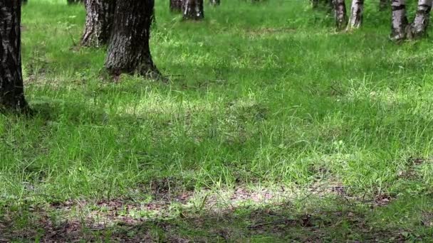 Timelapse of sunbeams in a forest — Stock Video