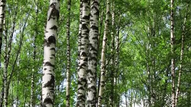 Birch trees tilt — Stock Video