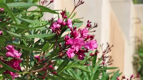 Una planta con flores rosadas — Vídeos de Stock