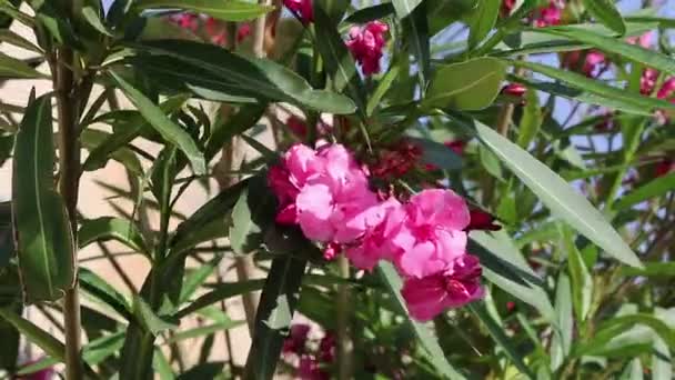 Roze bloemen op de wind — Stockvideo