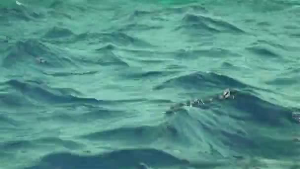 Тлі хвиль на воді — стокове відео