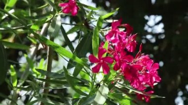 Bir çalı güzel pembe çiçek