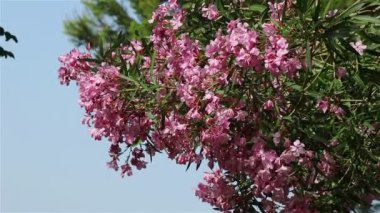 Pembe çiçekli bir ağaç