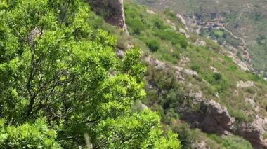 Kayalık bir arka plan ağaç