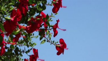 Bush kırmızı hibiscus çiçek
