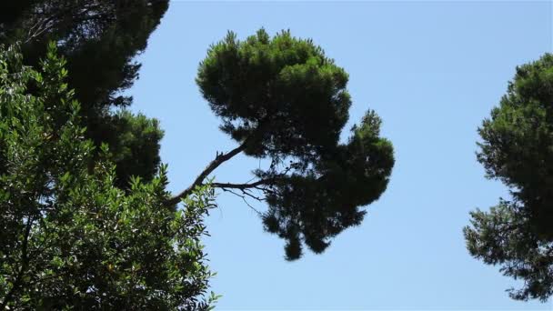 Çam ağacı üzerinde gökyüzü — Stok video