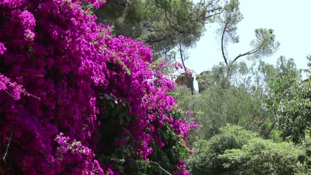 Un muro di fiori di magenta — Video Stock