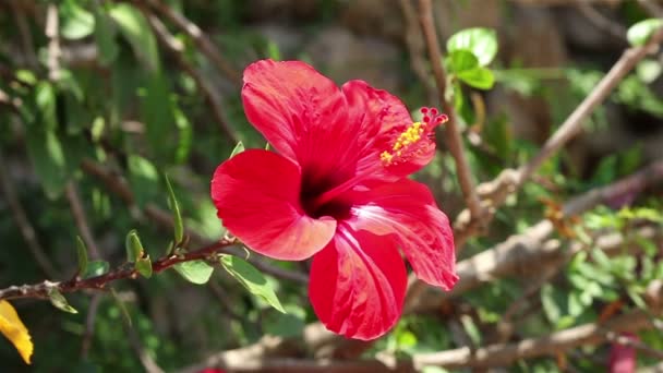 Weergave van een rode hibiscus sluit — Stockvideo
