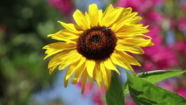 Eine Biene auf einer Sonnenblume — Stockvideo