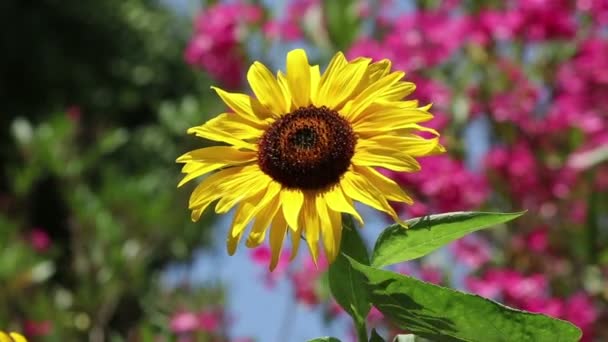 在花园里一朵向日葵 — 图库视频影像