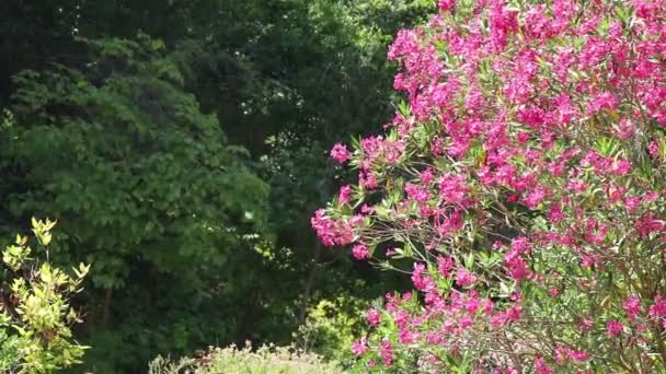 Een boom met magenta-bloemen — Stockvideo