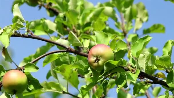 Витирати яблука на гілці — стокове відео