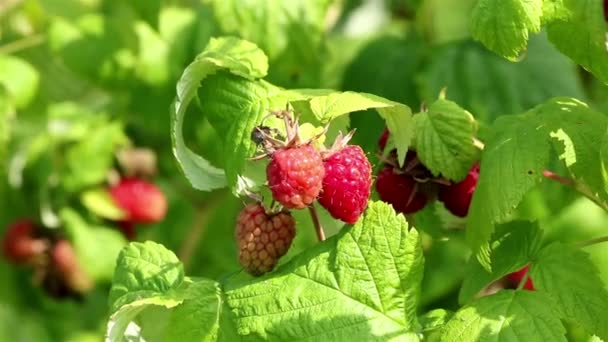 Raspberry plant close-up — Stockvideo