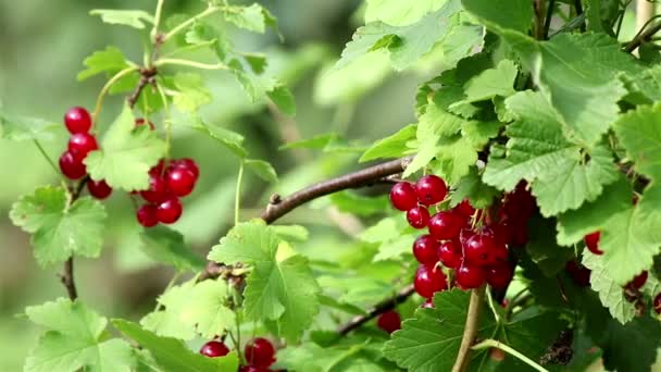 Olgun kırmızı kuş üzümü berry — Stok video