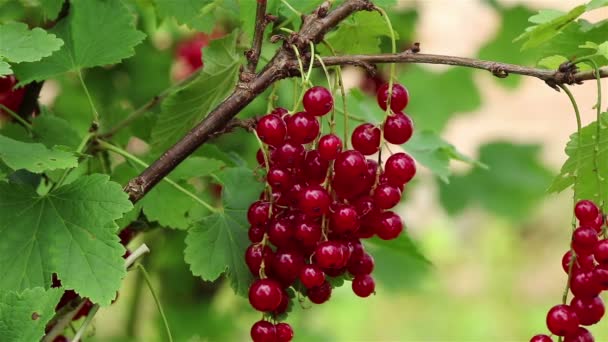 Red currant branch — Stock Video